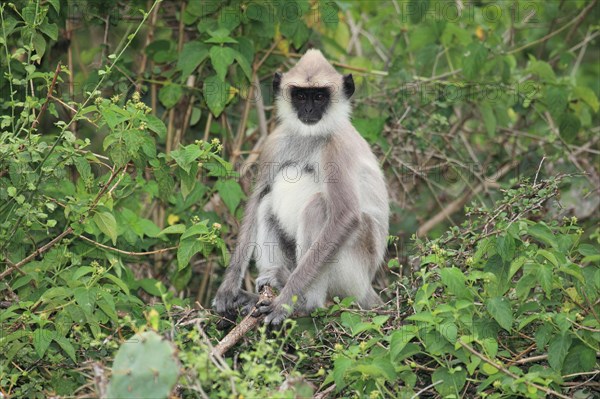 Entellus langur of Ceylon