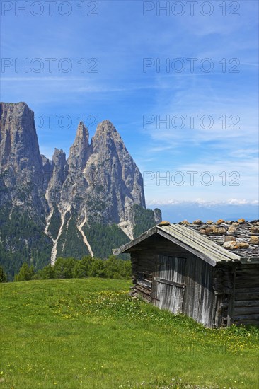 Alpine pasture on the Alpe di Siusi with Sciliar