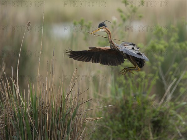 Purple heron