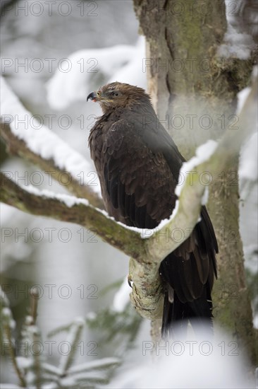 Lesser spotted eagle