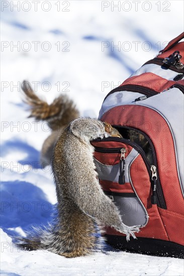 Eastern grey squirrel looking for peanuts in a backpack