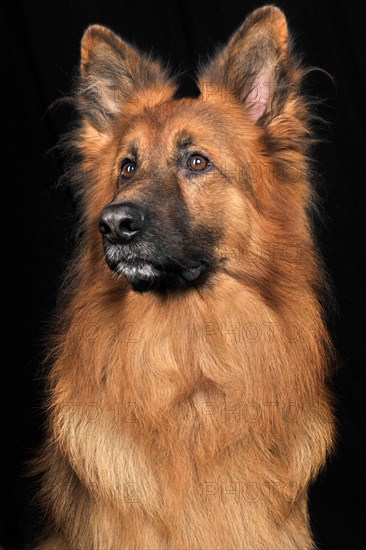 Old German Shepherd Dog