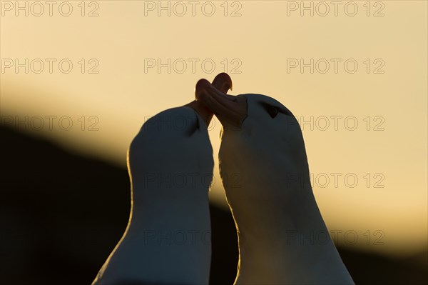 Black-browed Albatross