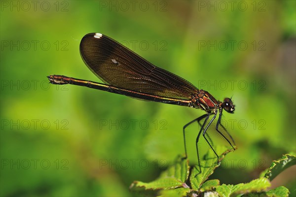 Copper demoiselle