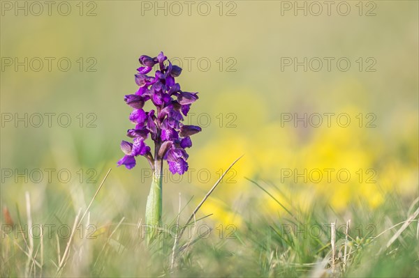 Green-winged orchid