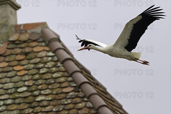 White stork