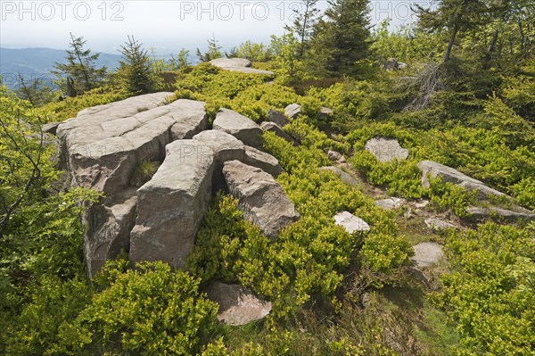 Black Forest National Park