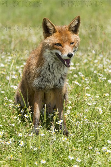 Red fox