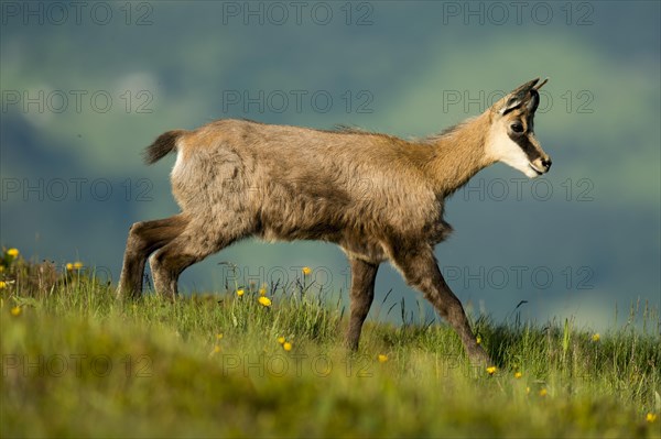 Chamois