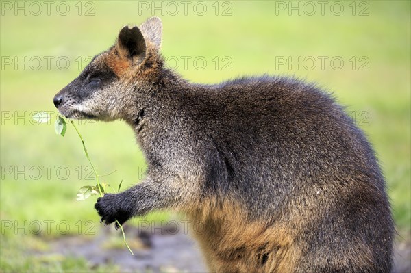 Bennett's wallaby