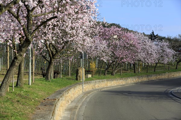 Almond tree