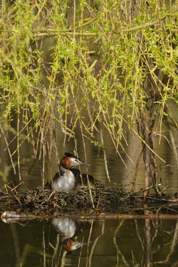 Great crested grebe