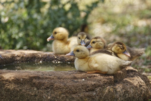 Ducklings at the trough