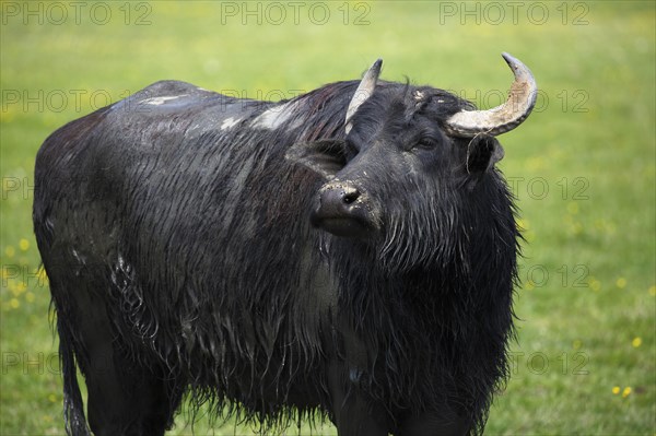 Water buffalo