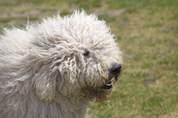 Komondor