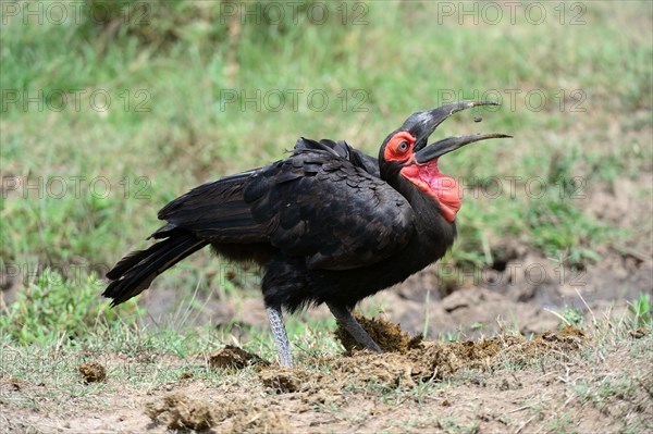 Southern Ground Hornbill feeding on insect