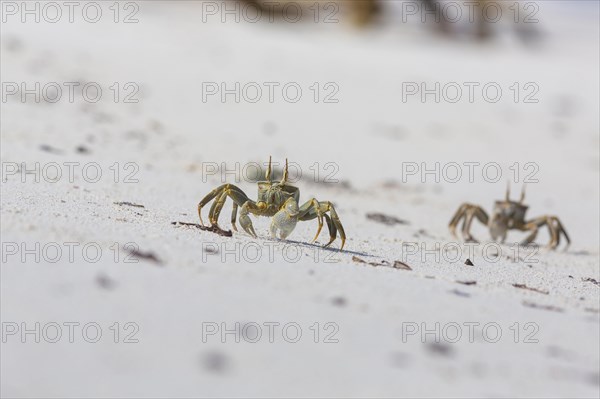 Ghost crab