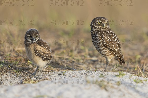 Burrowing owl