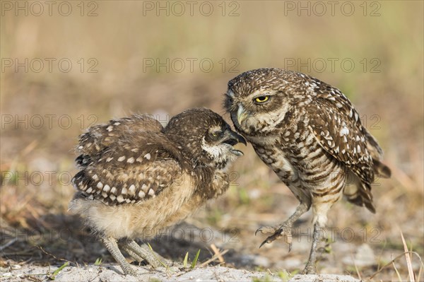 Burrowing owl