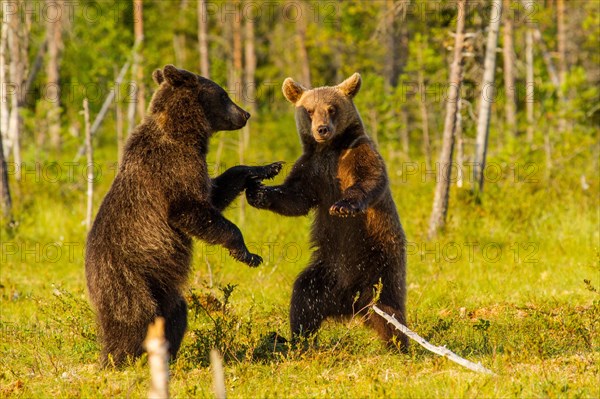 European Brown bear