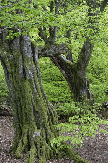 European hornbeam