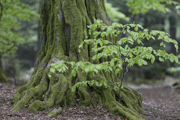 European hornbeam