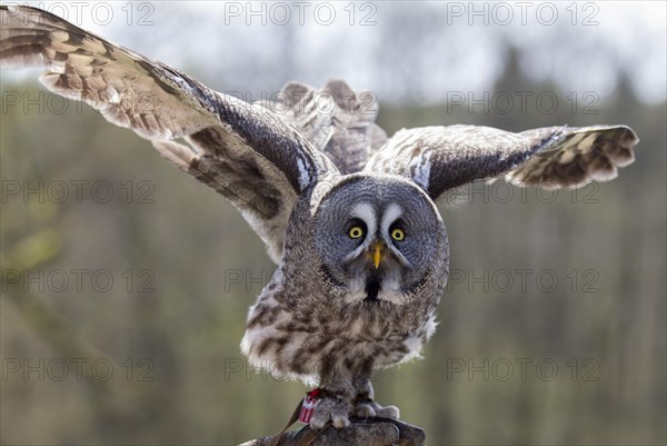 Tengmalm's Owl