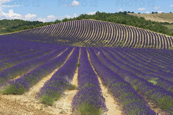 Lavender fields in Provence