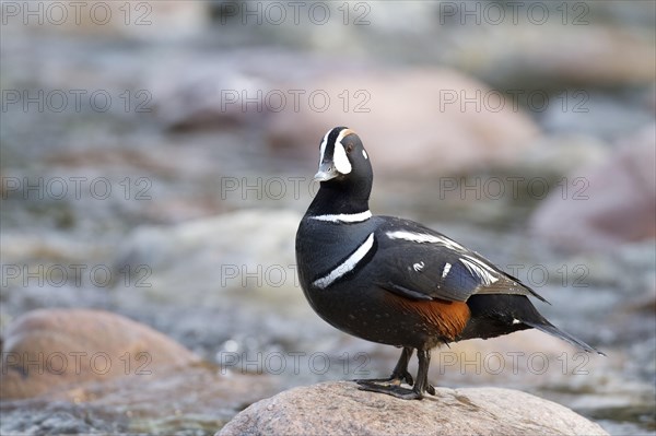 Harlequin duck