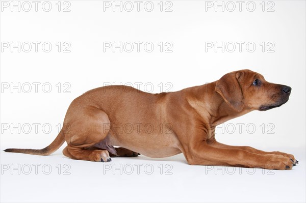 Rhodesian Ridgeback