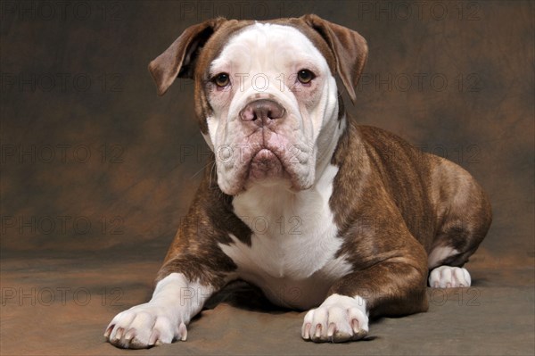 Olde English Bulldog