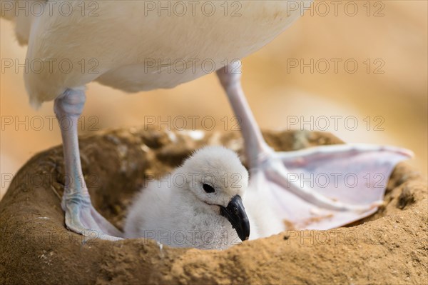 Black-browed Albatross