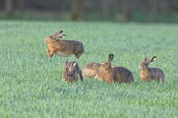 European Hare