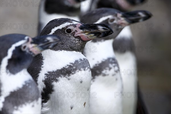 Humboldt penguin