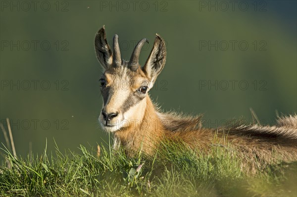 Chamois