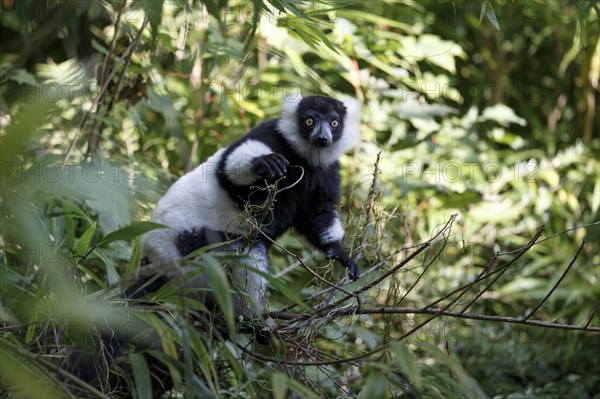 Black and white ruffed lemur