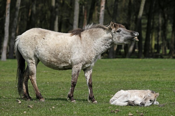 Wild Horse Duelmen