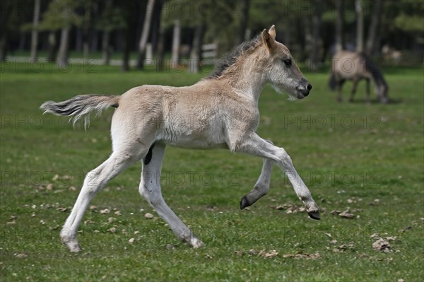 Wild Horse Duelmen