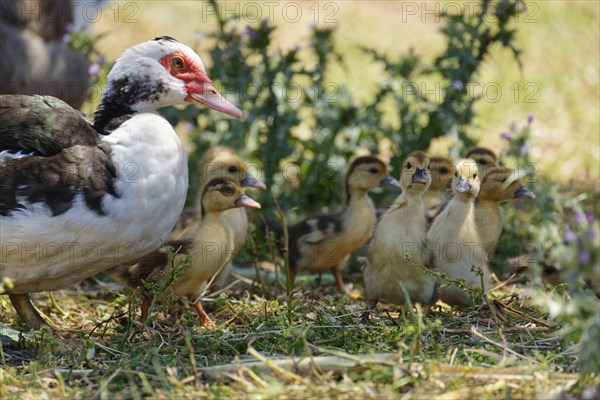 Ducklings with mother