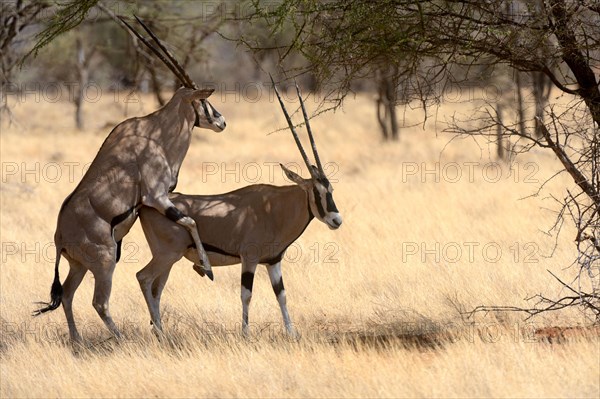 East African oryx