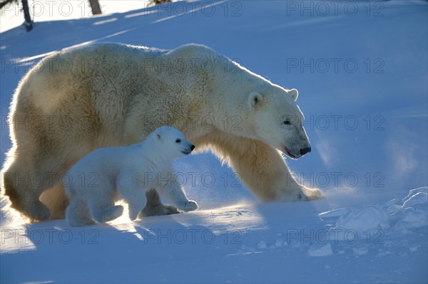 Female polar bear