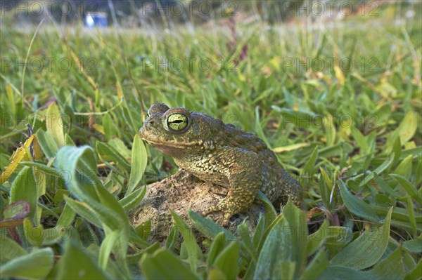 Natterjack Toad