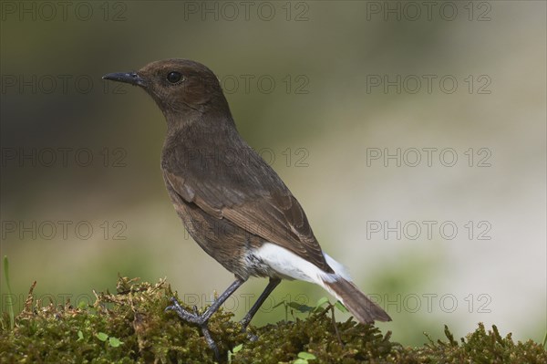 Black Wheatear