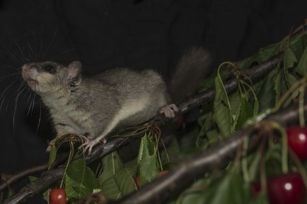 Edible dormouse