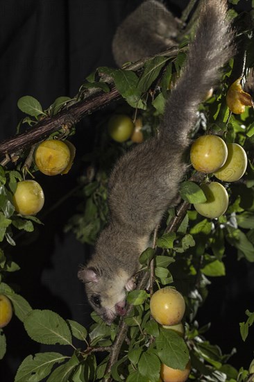 Edible dormouse