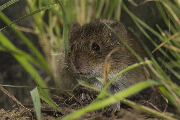 Common vole