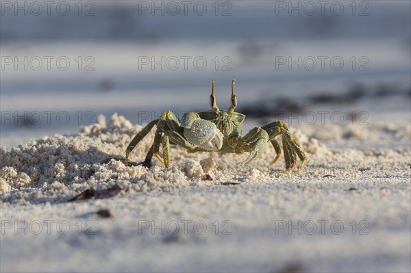 Ghost crab