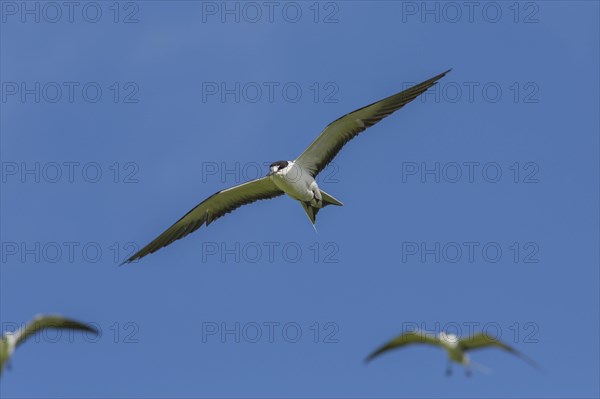 Russian Tern