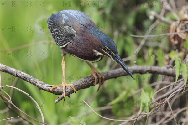 Green-backed Night Heron