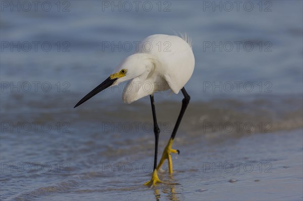 Snowy egret